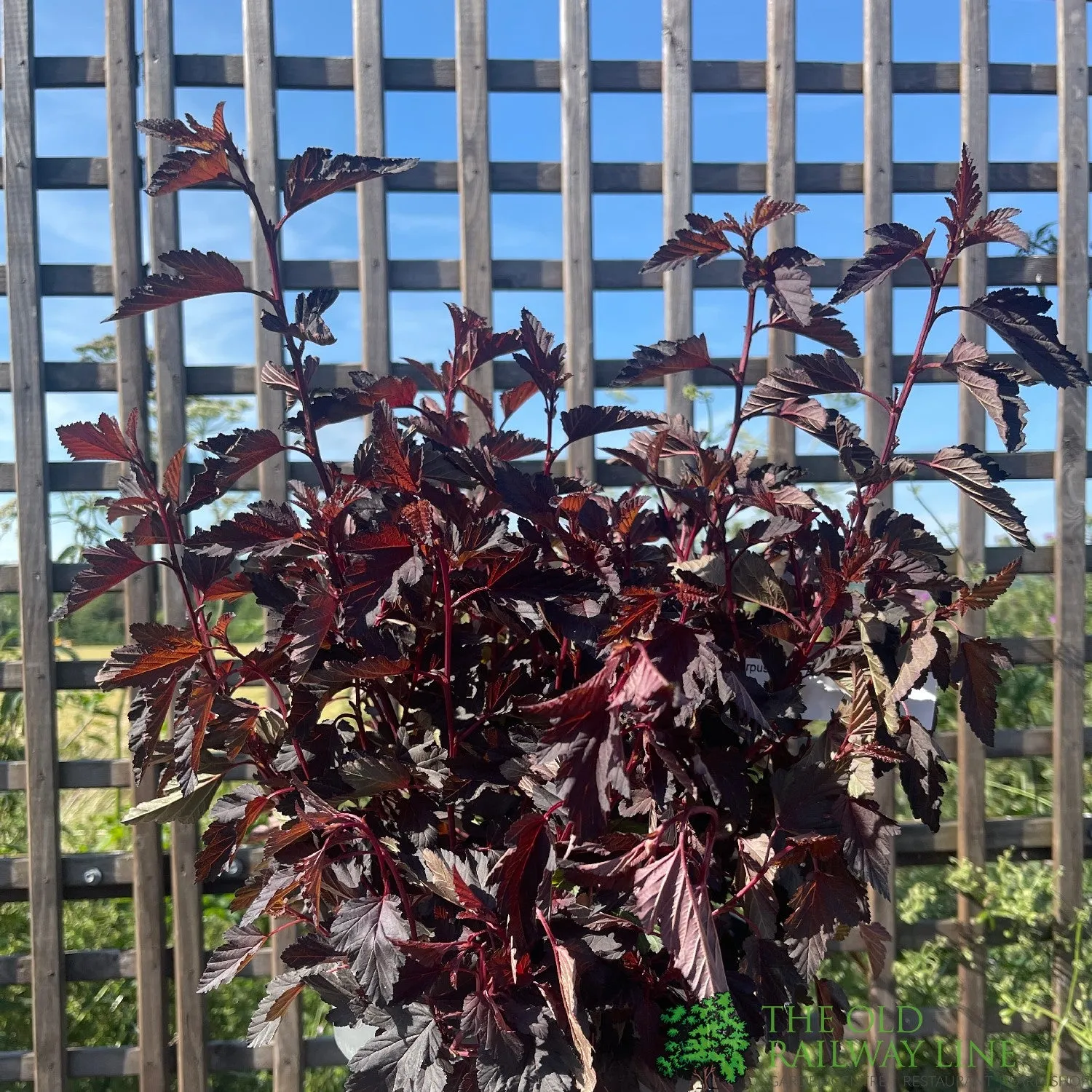 Physocarpus opulifolius All Black ('Minall2'PBR) 5Ltr Plant