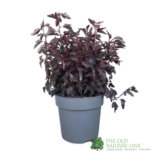 Physocarpus opulifolius All Black ('Minall2'PBR) 5Ltr Plant